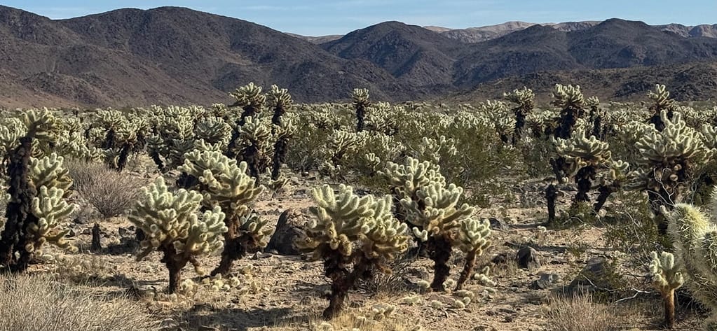 Joshua Tree National Park Cholla Cactus multiple with mountains