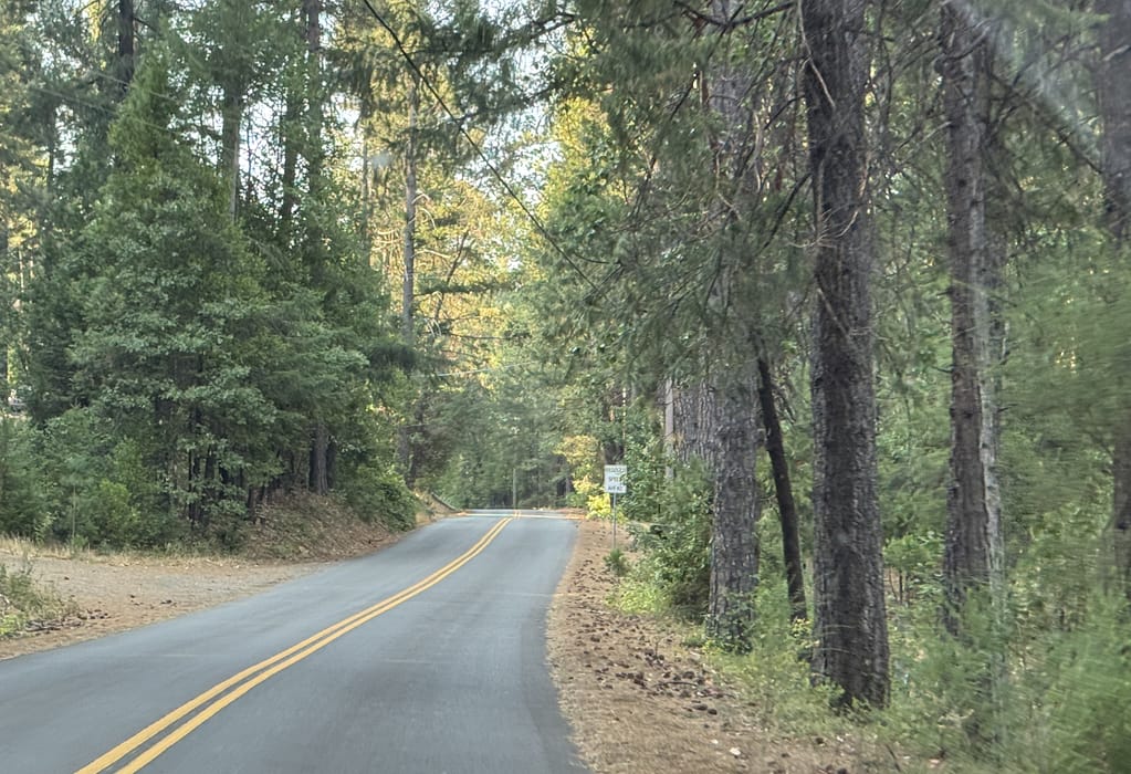 Road lined by trees and pine cones on the ground Small green bushes under the trees Trees creating canopy over the road