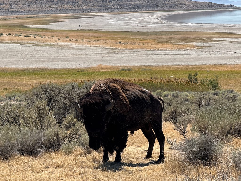 Bison, Salt Lake, Brush, Antelope Island, Salt Lake City, Utah