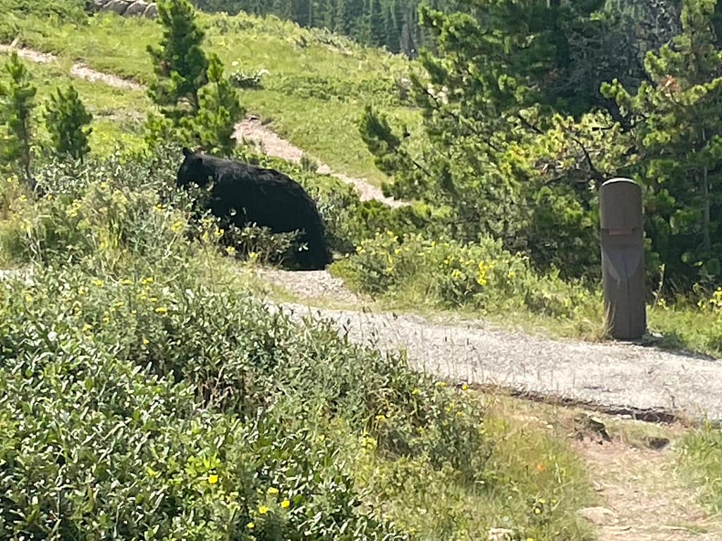 Big Black Bear at Many Glacier, Glacier National Park, Bear