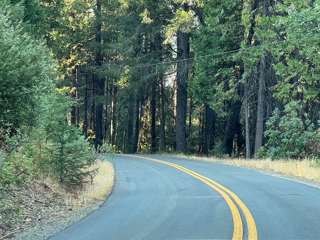 Road curving to the left. Brown grass lining edge of road. Tall pine trees lining the edge of the road.