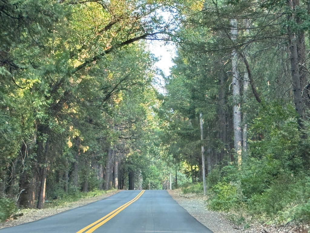 Road climbing small hill. Canopy of trees covering road. Pine trees very tall lining the road.
