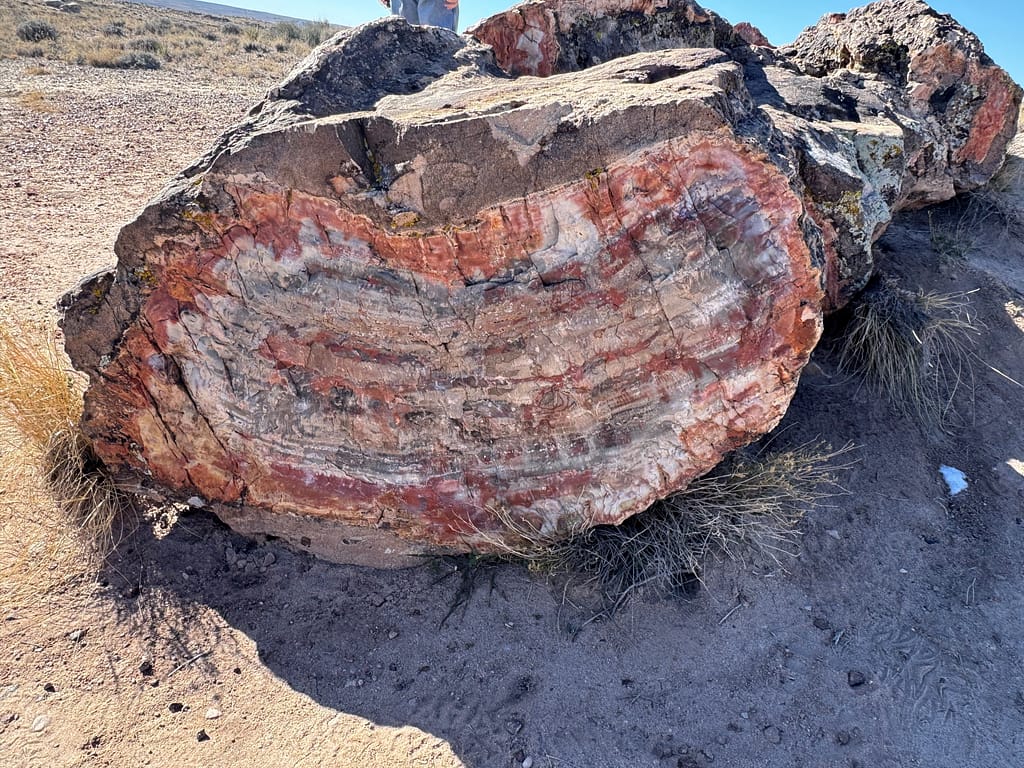 petrified wood on side of mountain