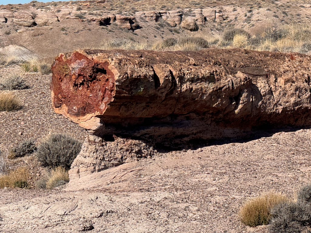 log of petrified wood approx 100 feet