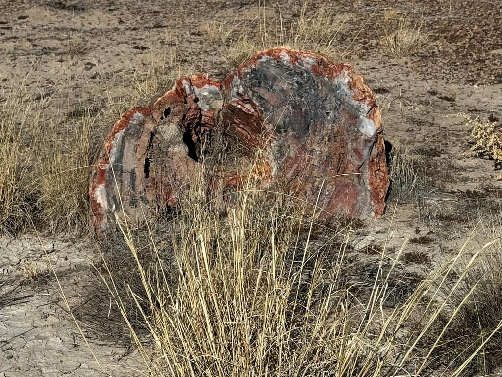 end of petrified log in grass
