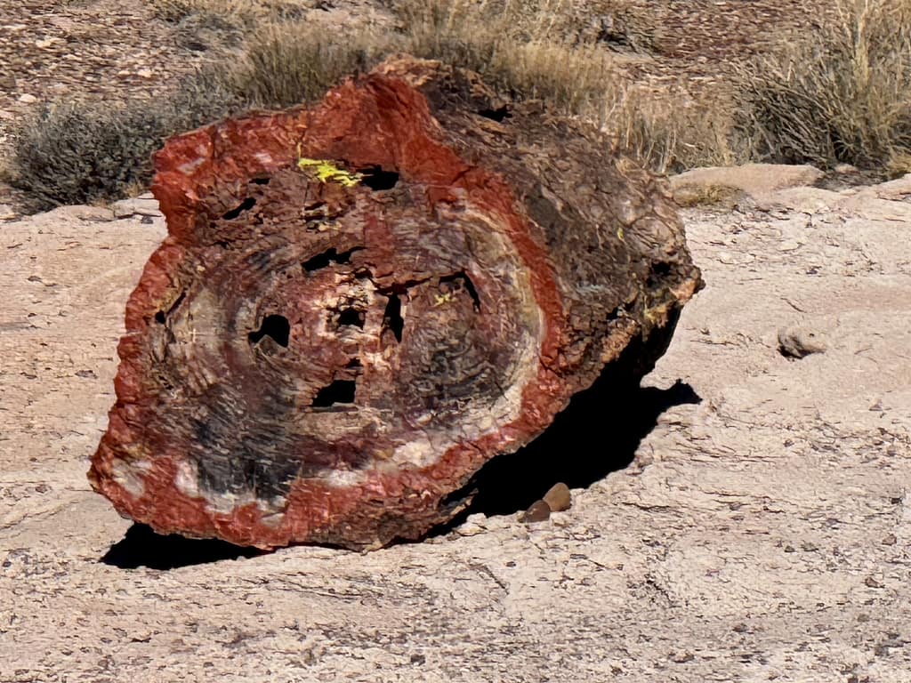 End of log, petrified wood