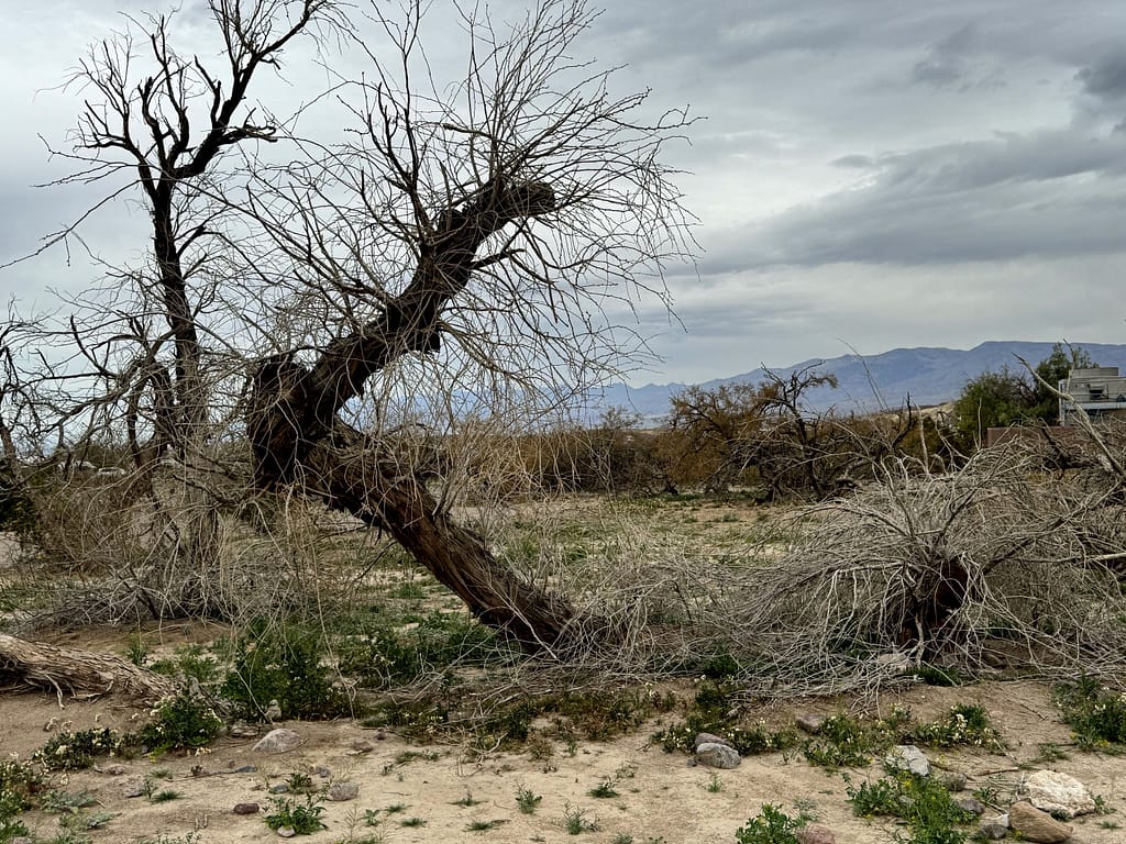 Trees in desert