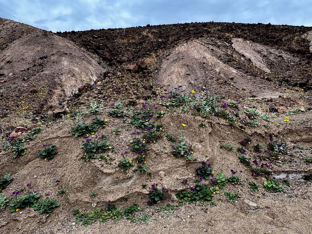 green purple flowers