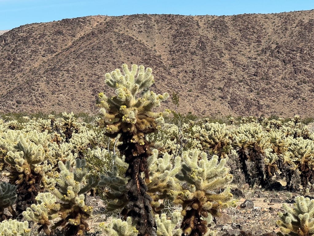Cholla Cactus Gard Joshua Tree National Park