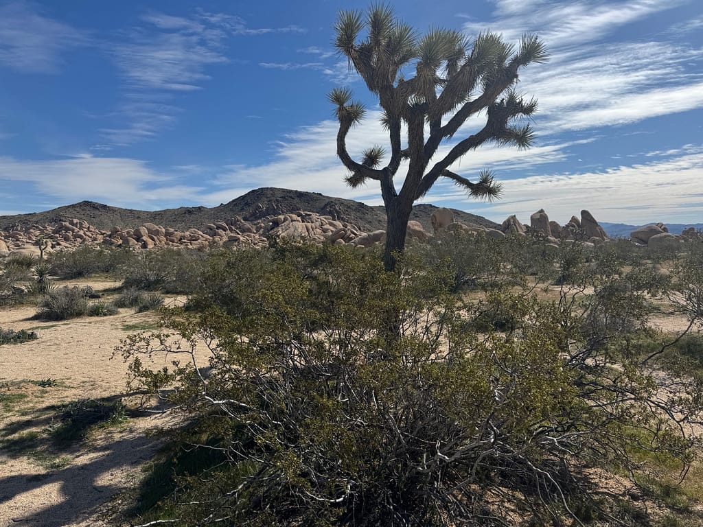 bush tree rocks mountains