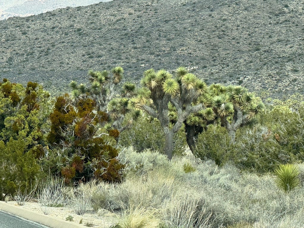 Trees and mountain Joshua Tree National Park