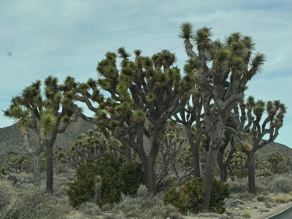 many trees Joshua Tree National Park