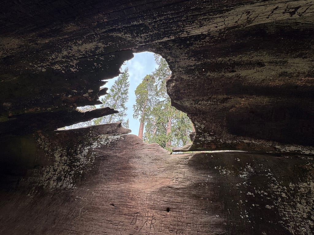 Looking out tunnel tree
