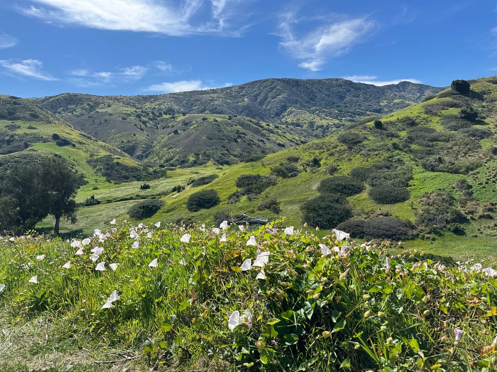 Flowers Trees, hills, mountains, Santa Cruz Island Channel Islands National Park