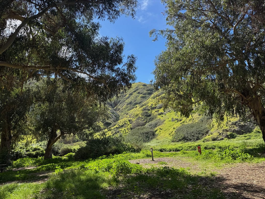Trees, hills, mountains, Santa Cruz Island Channel Islands National Park