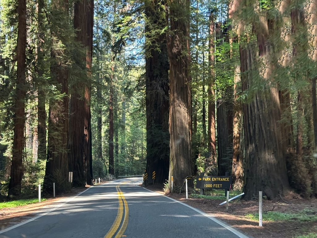 Avenue of the Giants, Entrance Road
Avenue of the Giants redwood forest