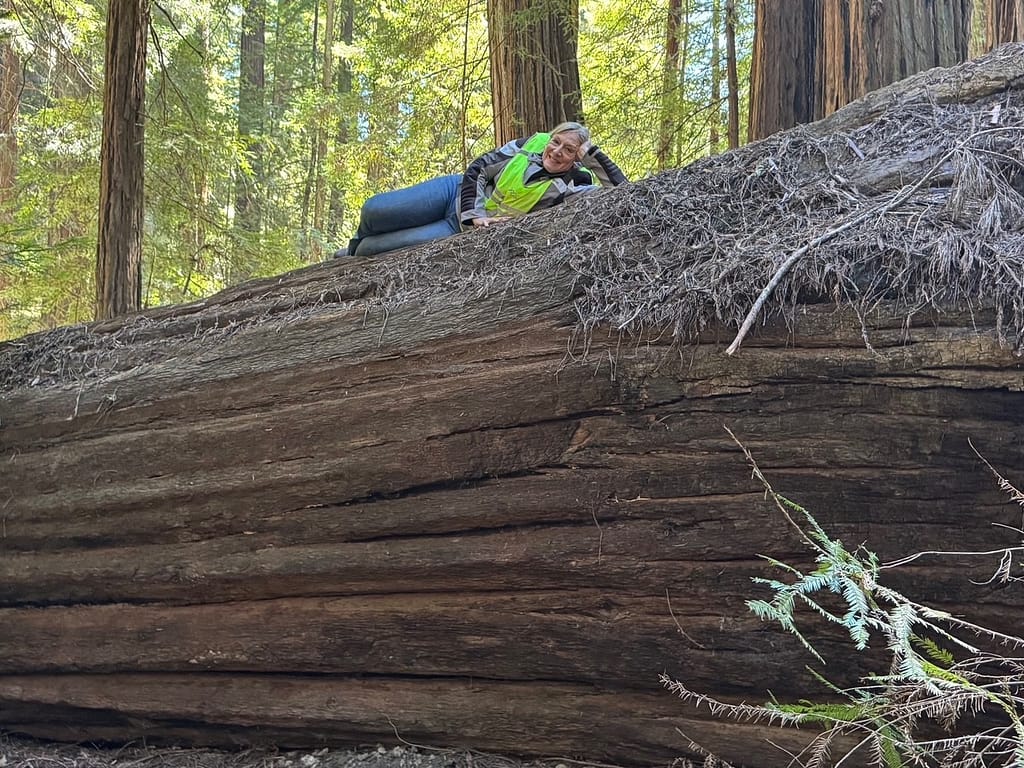 Resting on Fallen Tree, Avenue of Giants