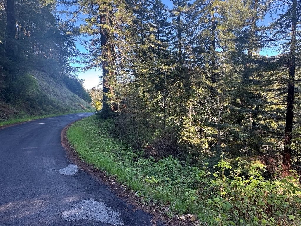 Curve in the Road, trees on both sides, Detour
