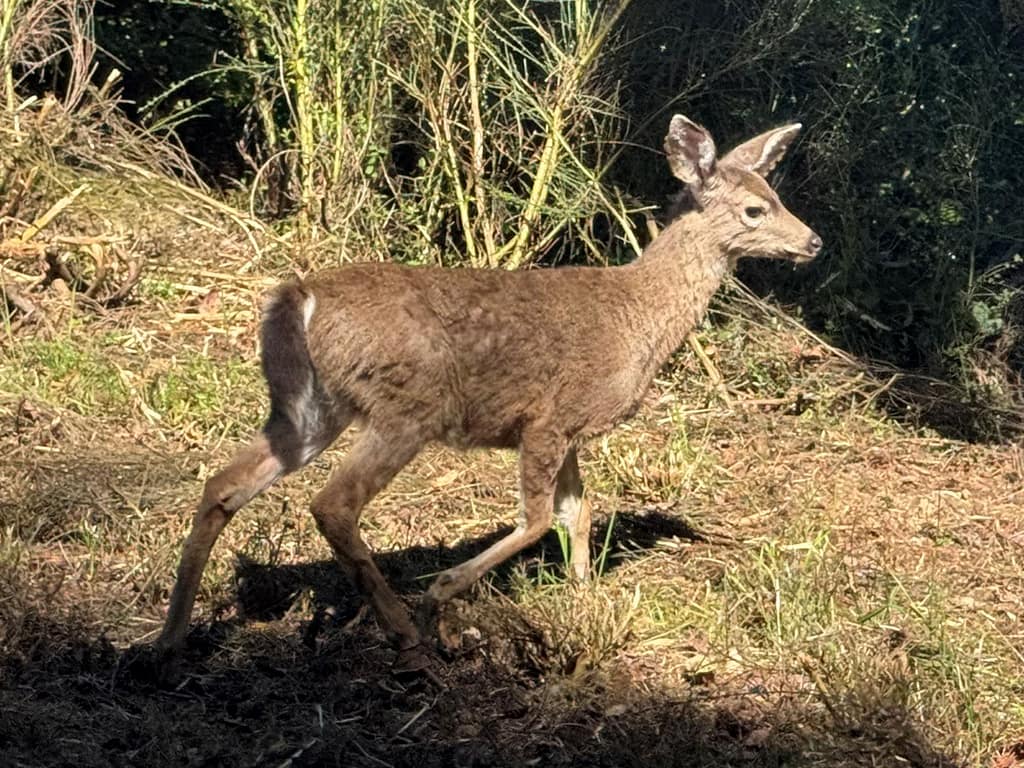 Deer in the forest of Redwood National Park