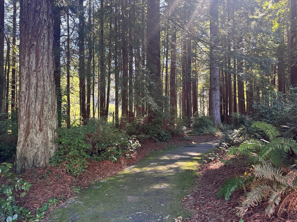 Tall Redwood trees along forest trail