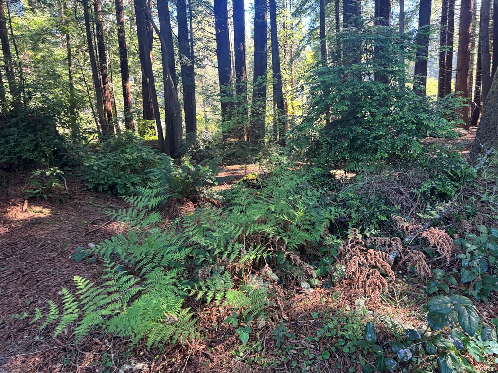 Ferns and small trees in the Redwood Forest