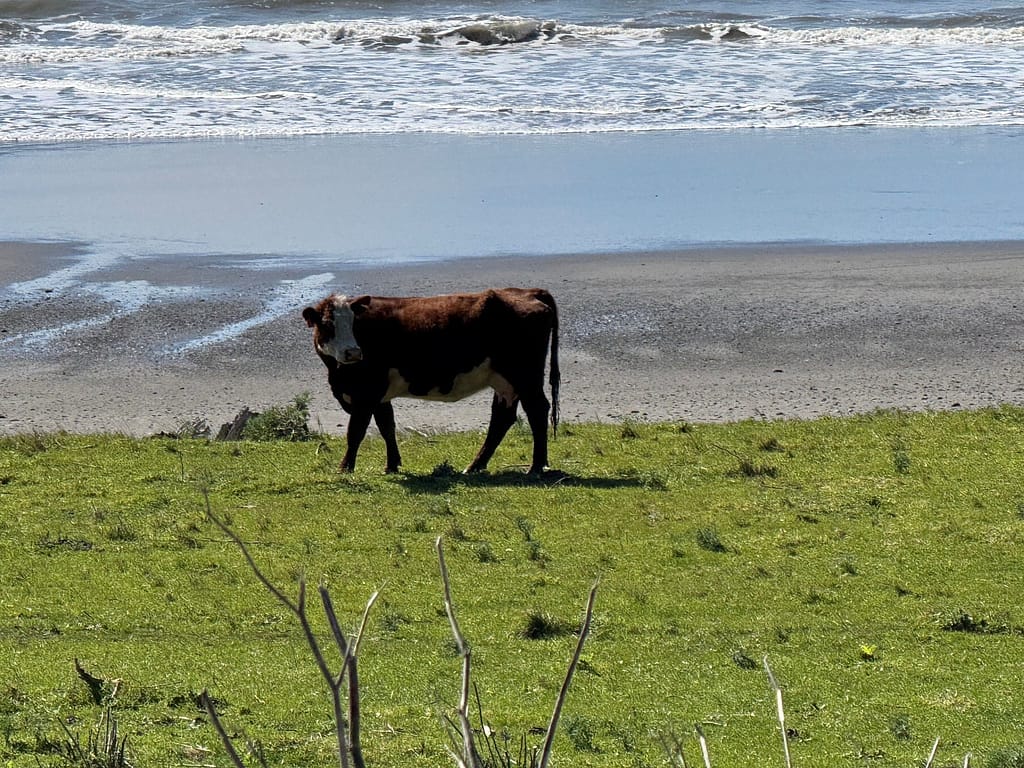Cow near beach at the end of Redwood National Park