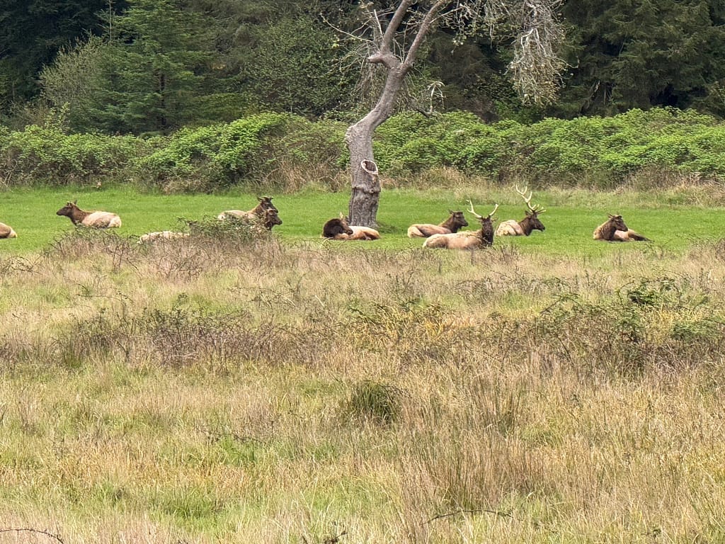 Elk grazing in a meadow near Redwood National Park visitor area