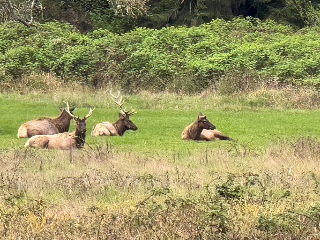 Elk grazing in a meadow near Redwood National Park visitor area