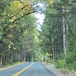 Road going slightly uphill. Lined with pine trees. Canopy of trees covering road.