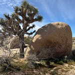 Joshua Tree National Park