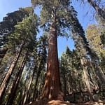 Sequoia National Park