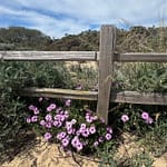 Entrance to Dunes at Pacific Dunes Ranch RV Resort