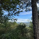 Trees of Mystery Mountain Top
