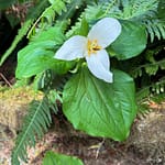 The Trillium Flower