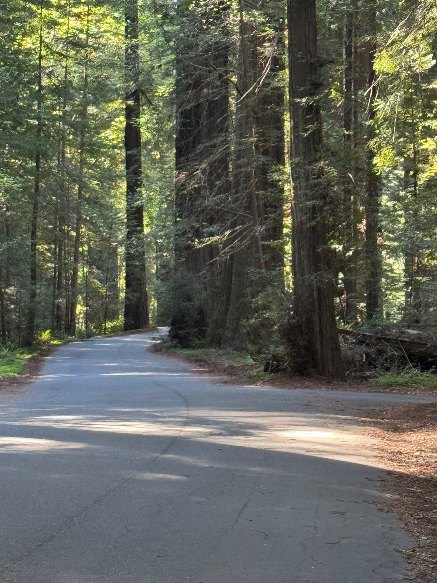 Trees Detour dirt road avenue of the giants & Stafford rv park