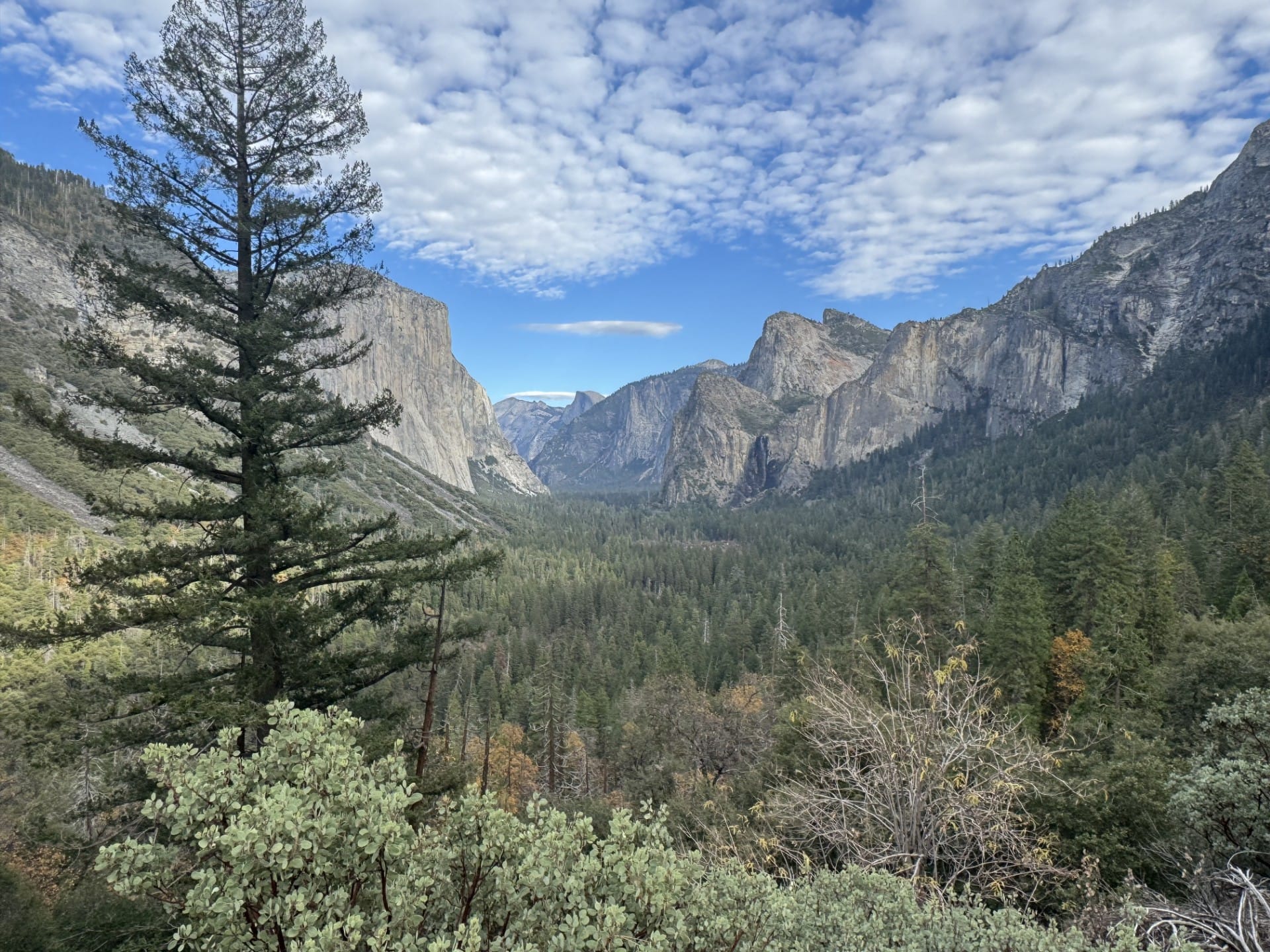 Mountains, Trees, Half Dome, Grass Yosemite National park