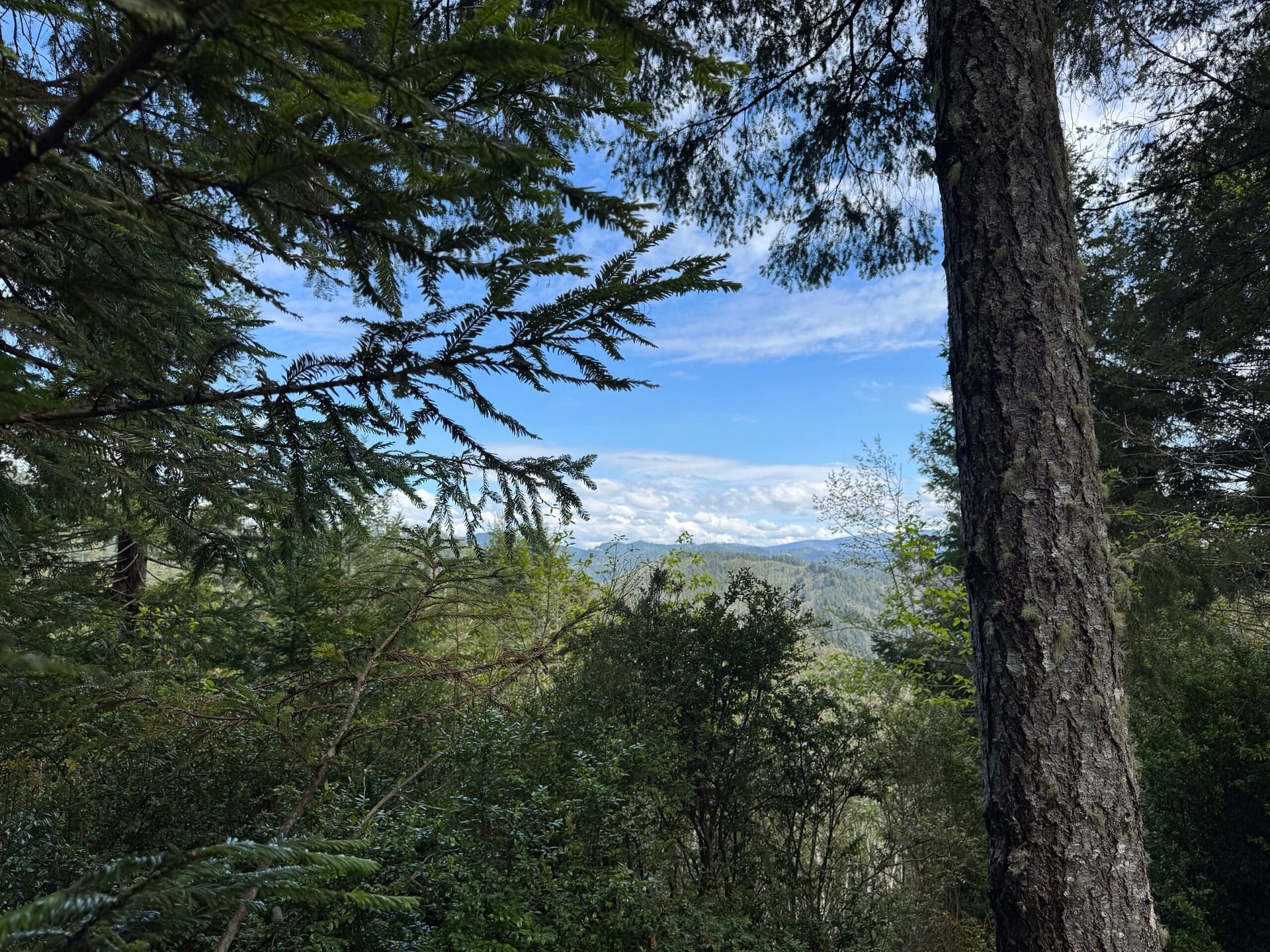 Trees of Mystery Mountain Top