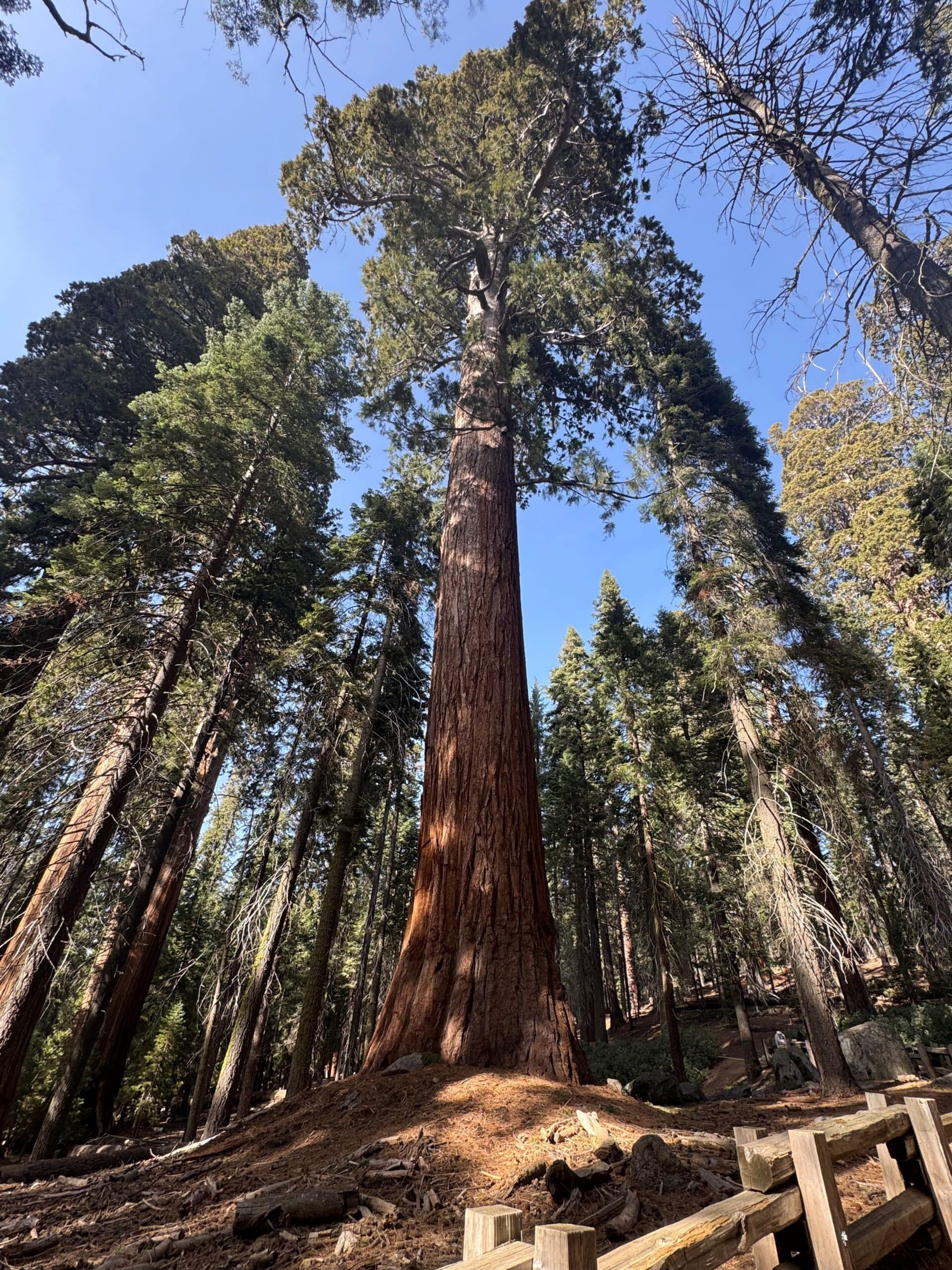 Standing Tall at Sequoia National Park