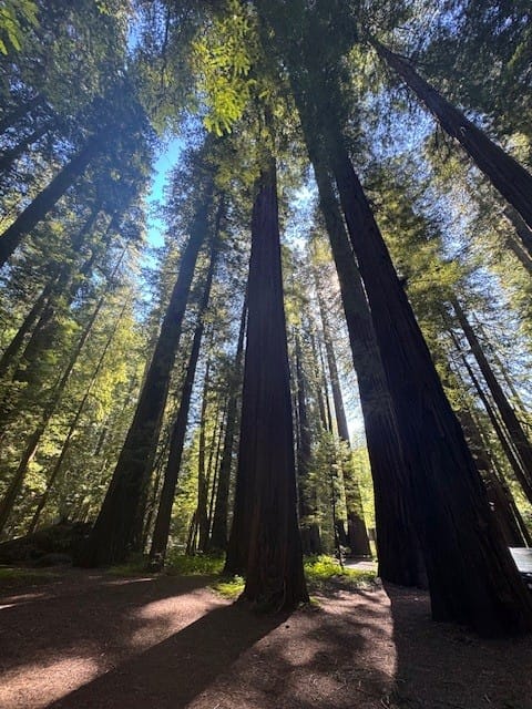 Avenue of the Giants, Scotia Ca