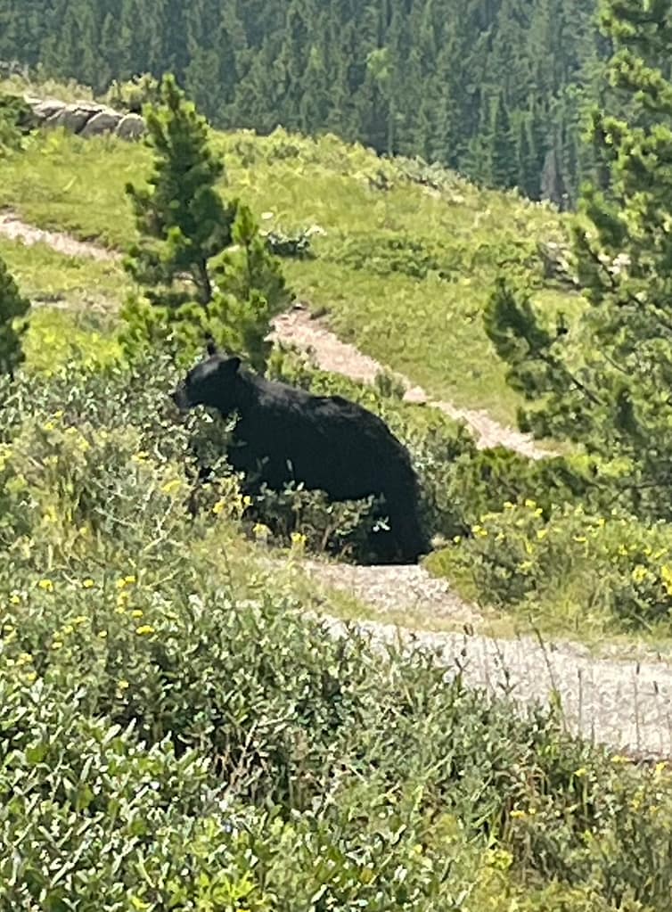 Glacier National Park, Bear, Montana