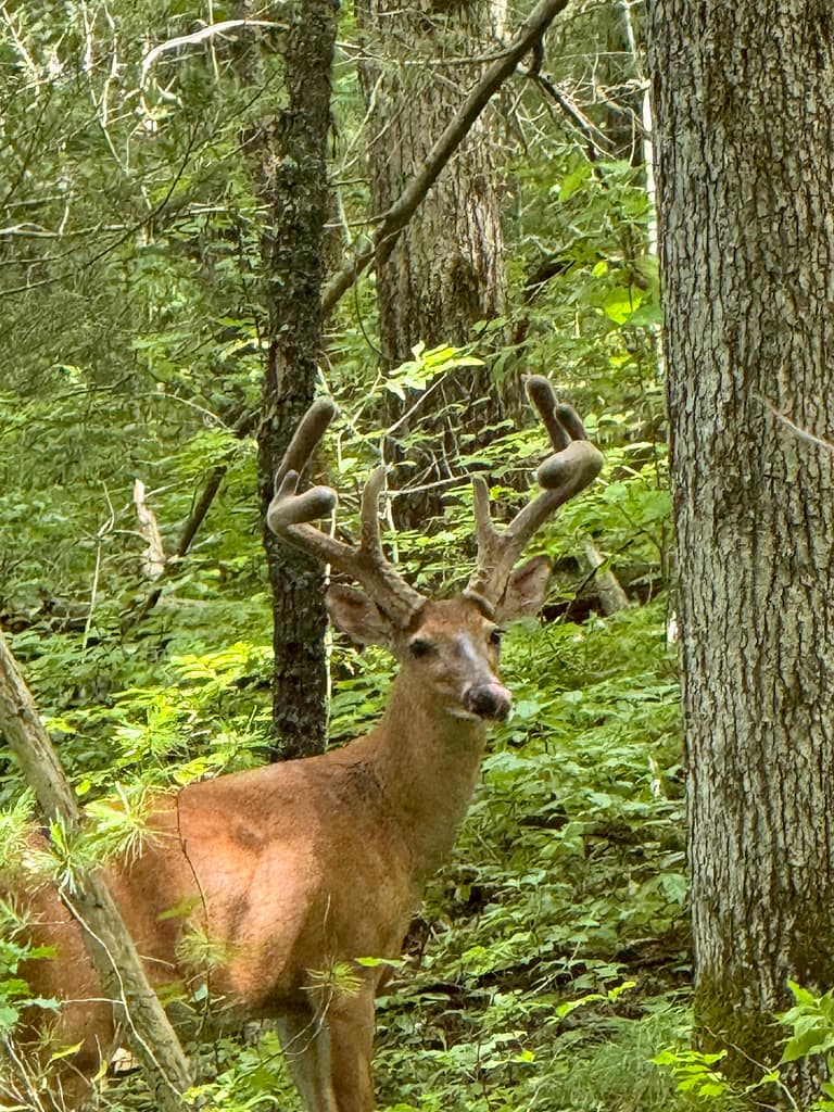 Deer, Trees, Foliage, Tennessee Smoky Mountain National Park