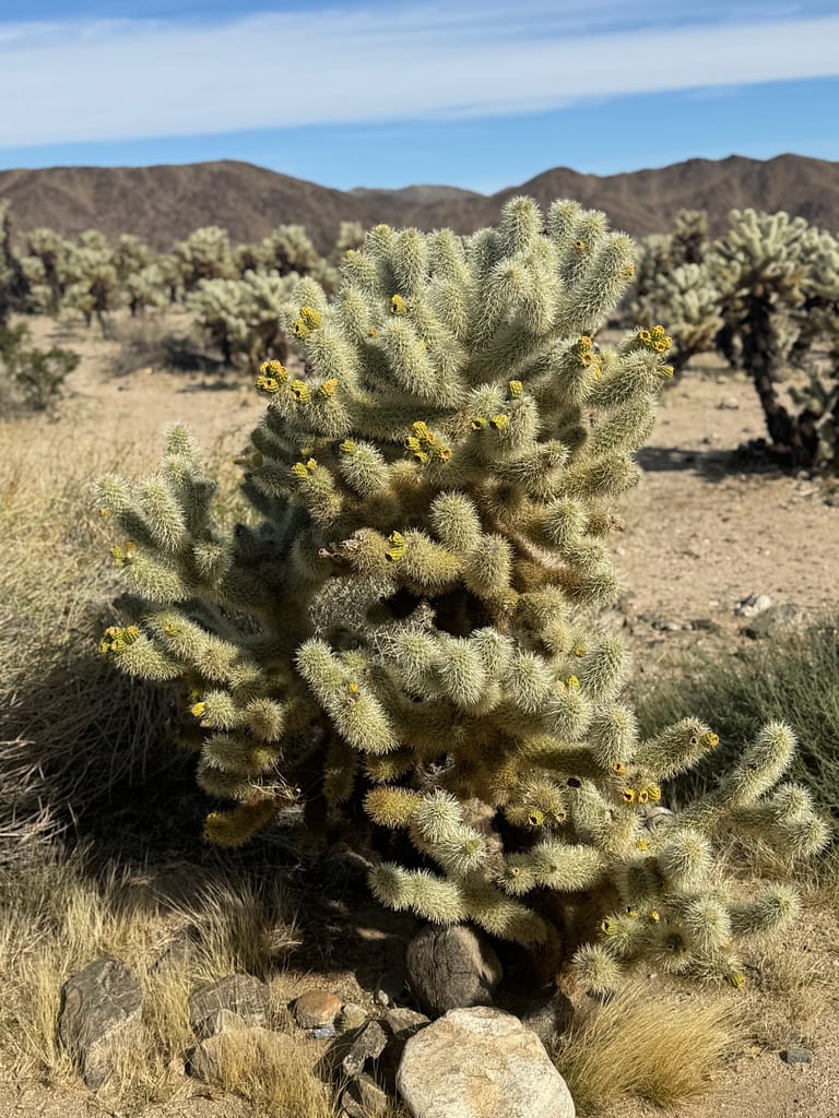 Joshua Tree National Park Cholla Cactus Green Mountains in background