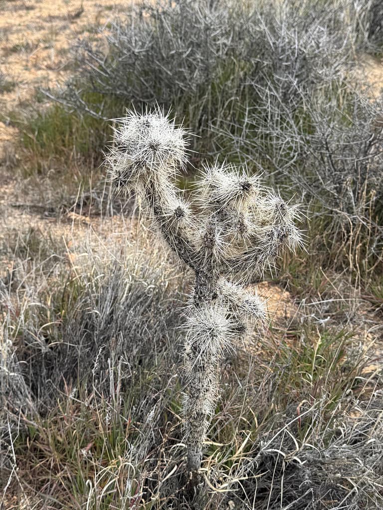 cactus