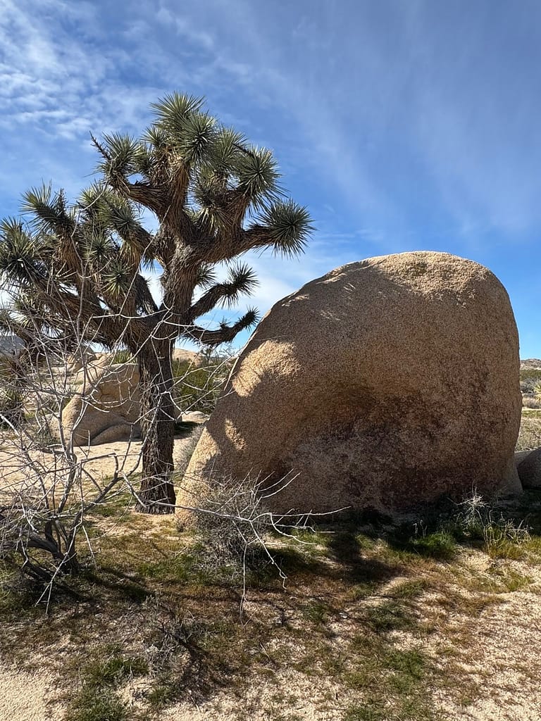tree and rock