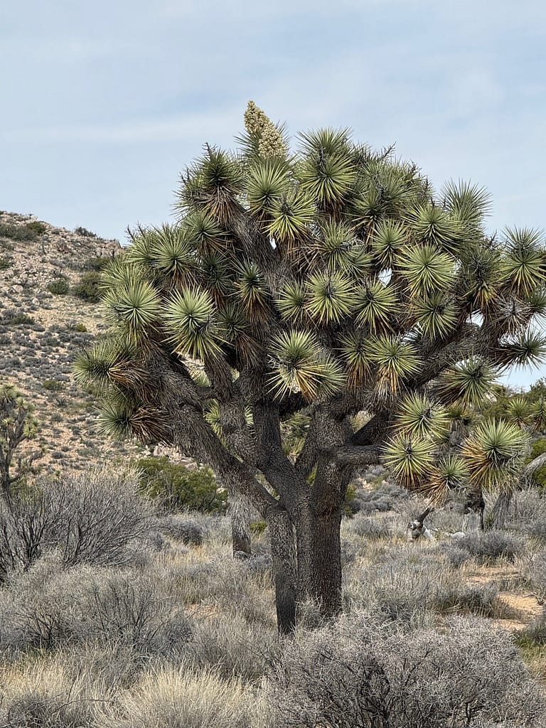 Joshua tree Joshua Tree National Park