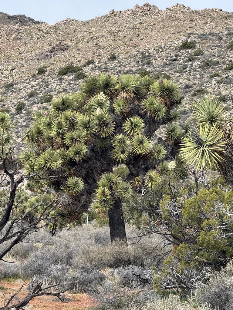 Joshua tree bushy