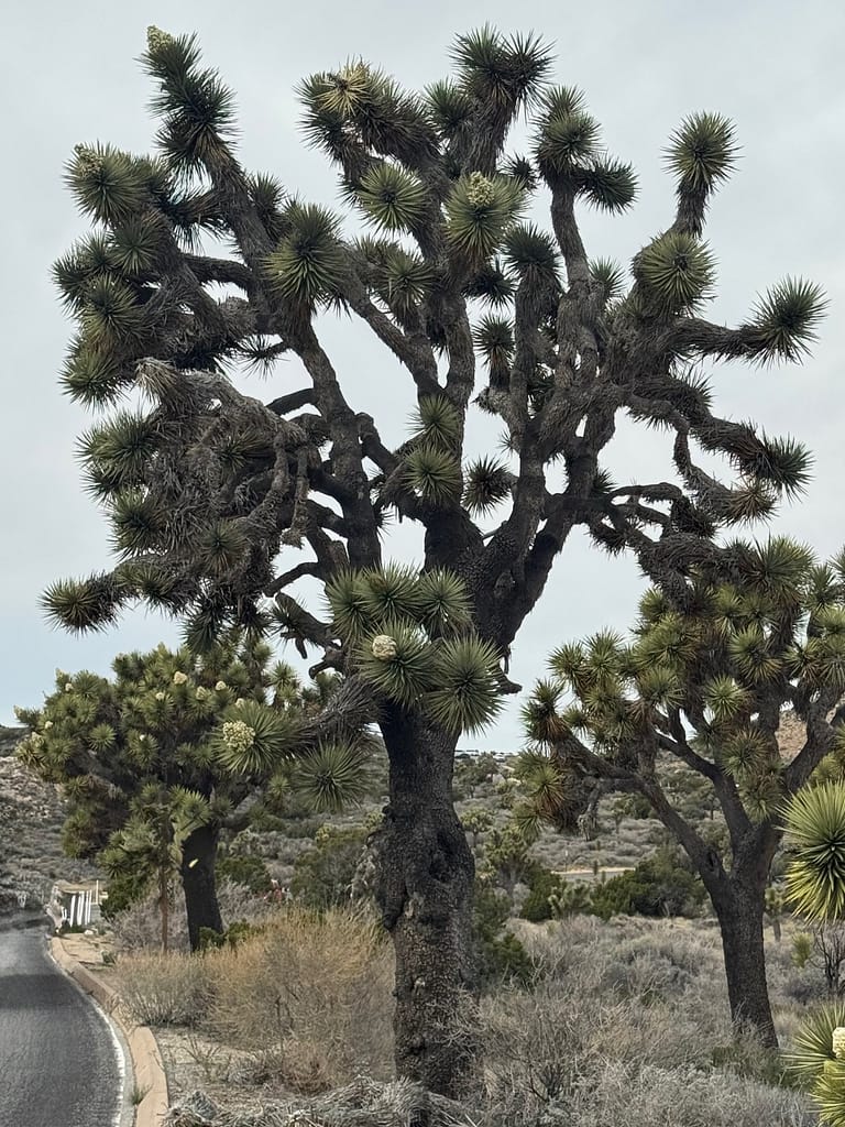 Joshua tree tall dark green Joshua Tree National Park