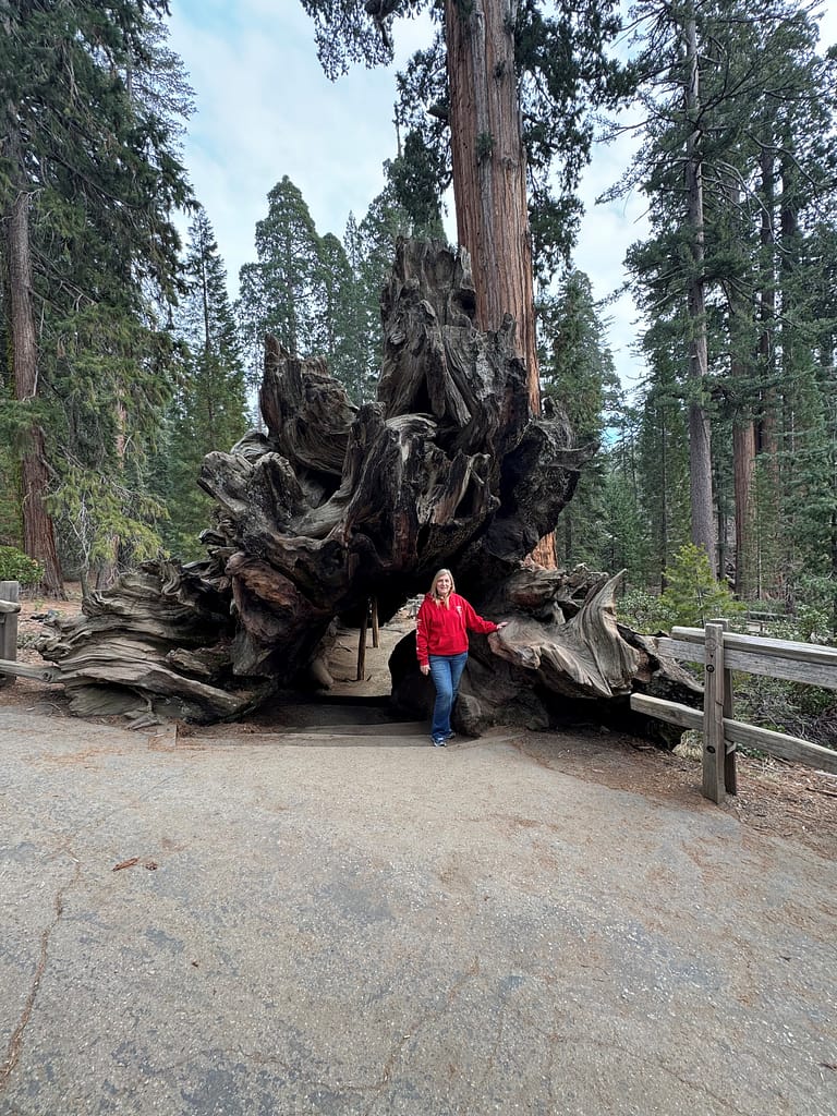 Roots of sequoia tree