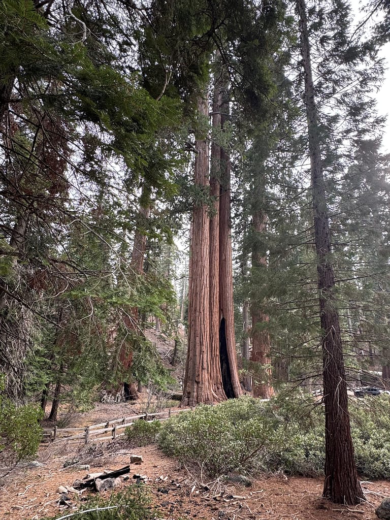 Giant sequoia trees in Kings Canyon National Park