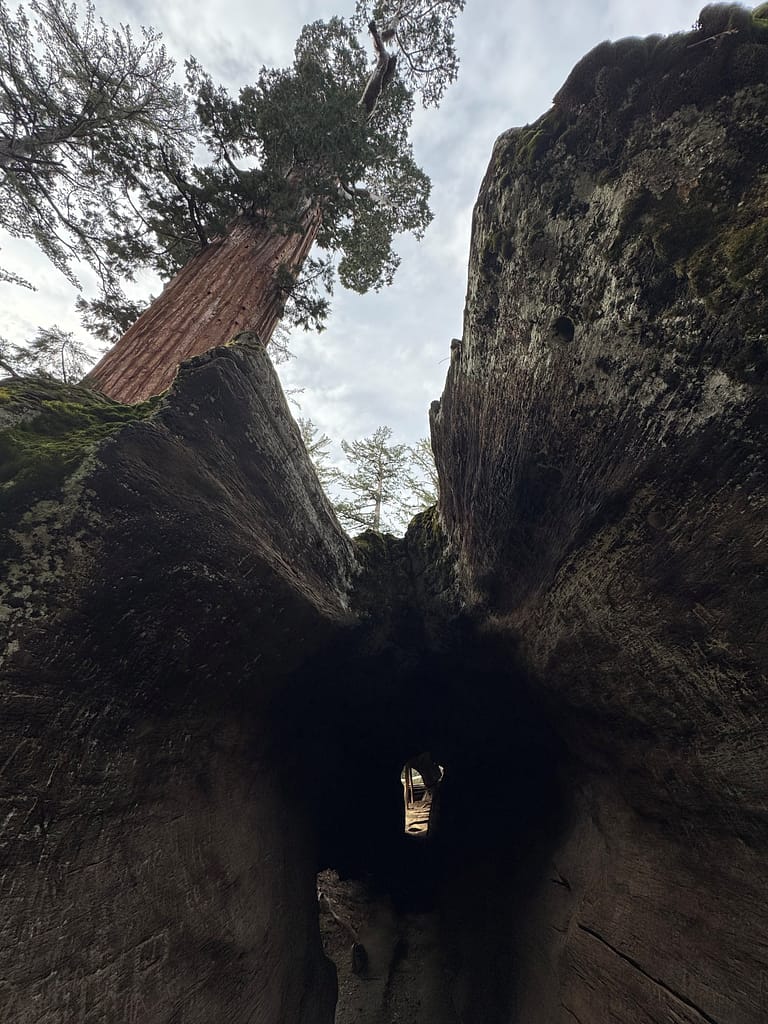 Looking up from tunnel tree